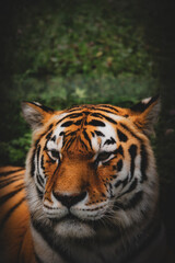 Portrait of a Amur tiger