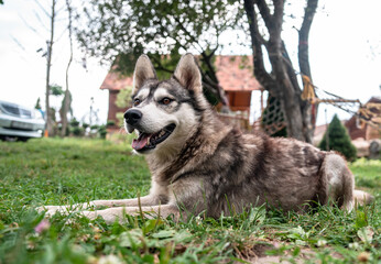 Pet dog in the park, pet care concept