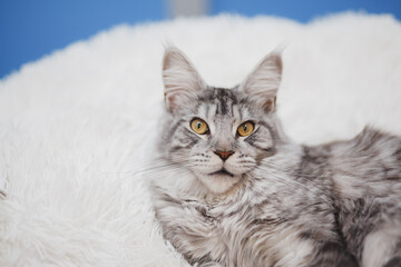 Kitten Maine Coon, looking at the camera, sitting , isolated on white