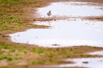 Common redshank (Tringa totanus) foraging in the water