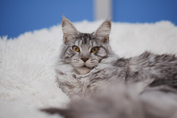 Kitten Maine Coon, looking at the camera, sitting , isolated on white