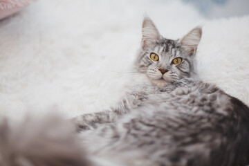 Kitten Maine Coon, looking at the camera, sitting , isolated on white