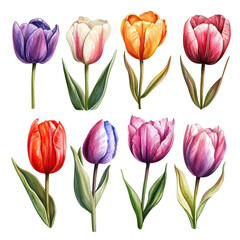 Fototapeta premium Different Color Tulip Set in Watercolor Style on transparent background