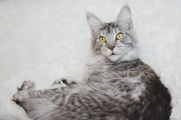 Kitten Maine Coon, looking at the camera, sitting , isolated on white