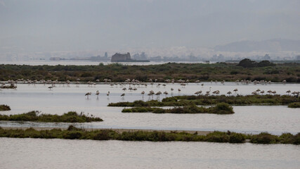 Laguna con flamencos