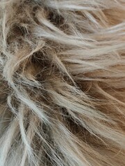 A close-up of thick, long beige fur captured in natural light. The photo emphasizes the texture and softness of the fur, perfect for winter style, comfort, and luxurious decoration in an interior.