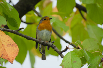 European robin is perching on a twig close-up
