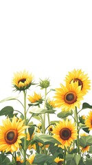 Flat vector illustration of sunflowers growing in rows, against a white background, in a simple and clean style, with bright colors