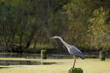 grey heron standing on the wooden post and looking out for prey in the water