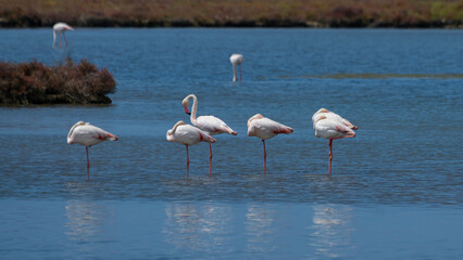 Flamencos