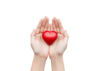 Red Heart in Hands on Transparent Background