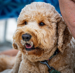 Goldendoodle with sand on the face