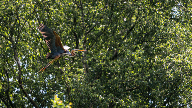 Purple heron in natural habitat. Ardea purpurea.