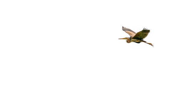 Purple heron in natural habitat. Ardea purpurea.