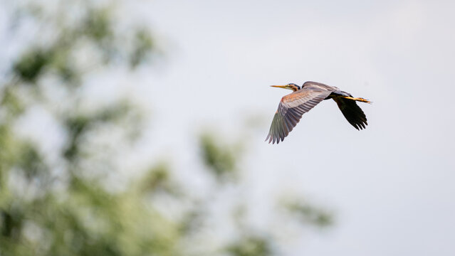 Purple heron in natural habitat. Ardea purpurea.