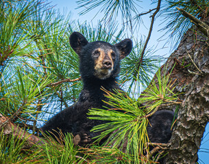 bear cub in a tree © Penny Britt