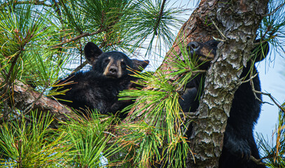 bear cub in a tree © Penny Britt