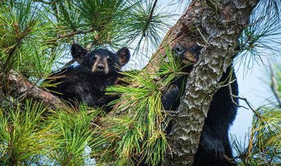 bear cub in a tree