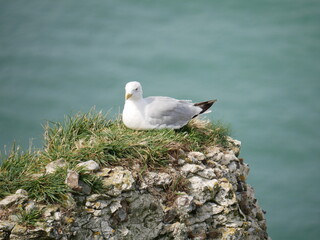 Möwe auf Stein vor Meer