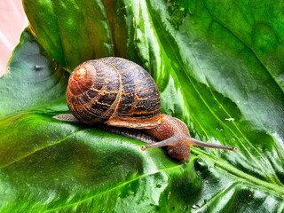 common brown garden snail on a green leaf in the garden