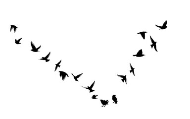 Flying birds silhouette flock. hand drawing. Not AI. Vector illustration.
