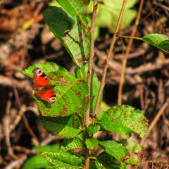 A peacock butterfly resting on a quince leaf in autumn