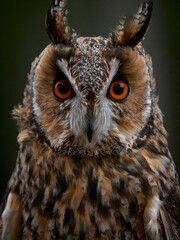 Detail portrait of long-eared owl (Asio otus)