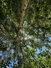 Fototapeta premium trees in the forest