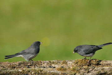 Dark Eyed Juncos in fall sunshine