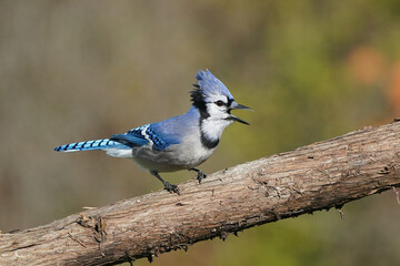 Blue Jays in fall sunshine