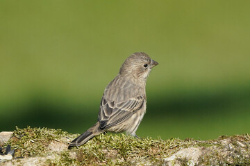 House Finch female on mossy log