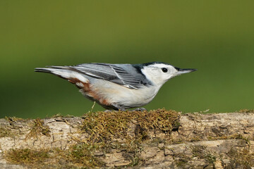 Nuthatch in fall sun