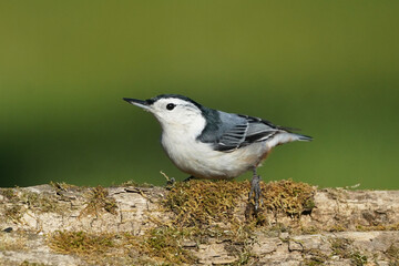 Fototapeta premium Nuthatch in fall sun