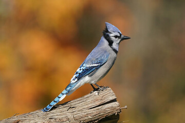 Blue Jays in fall sunshine © Janet