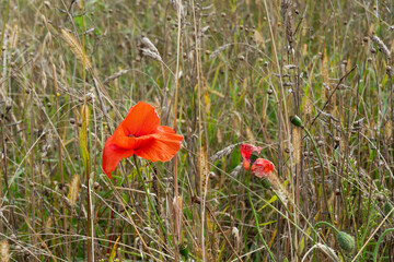 Last flower in autumn: a Poppy among spent herbs, grasses and grains