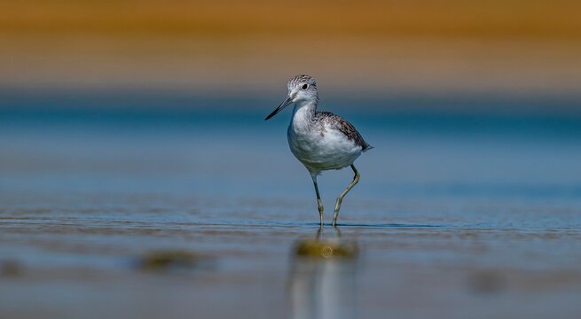 The greenshank (Tringa nebularia) is a wetland bird that lives in Africa, Europe and Asia. It usually feeds on fresh water.