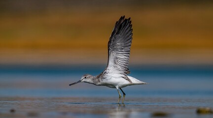 The greenshank (Tringa nebularia) is a wetland bird that lives in Africa, Europe and Asia. It usually feeds on fresh water.