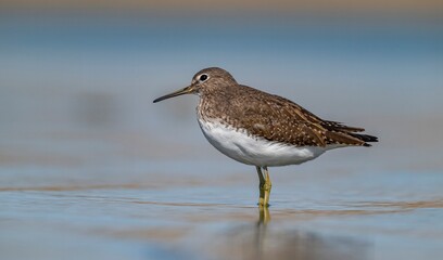 The Green Sandpiper (Tringa ochropus) usually lives in smaller bodies of water, such as streams and...