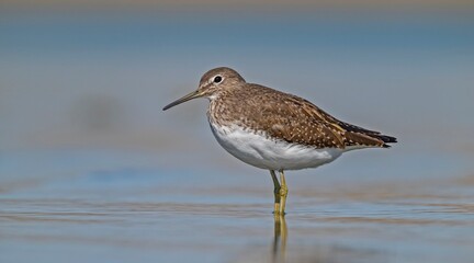The Green Sandpiper (Tringa ochropus) usually lives in smaller bodies of water, such as streams and ponds, near freshwater in winter.