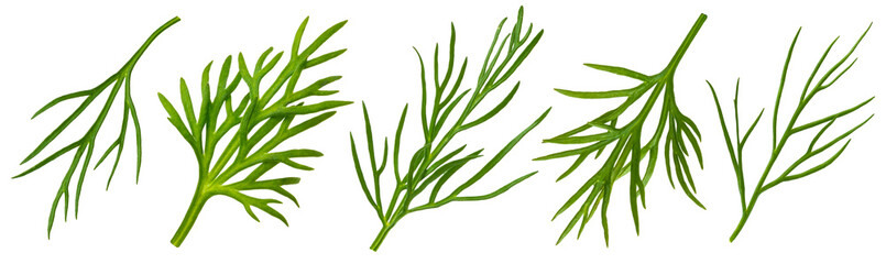 Dill isolated on white background with clipping path