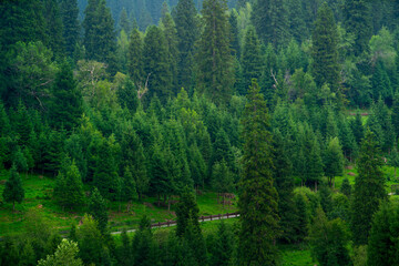 Fototapeta premium Nalati Grassland, one of the most beautiful grasslands in China for its alpine and valley scenery, Xinyuan County, Ili Kazak autonomous prefecture, Xinjiang Uygur autonomous region, China