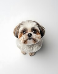 Adorable Puppy Portrait with Big Eyes on a Clean White Background Capturing Innocence and Curiosity