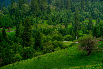 Fototapeta premium Nalati Grassland, one of the most beautiful grasslands in China for its alpine and valley scenery, Xinyuan County, Ili Kazak autonomous prefecture, Xinjiang Uygur autonomous region, China