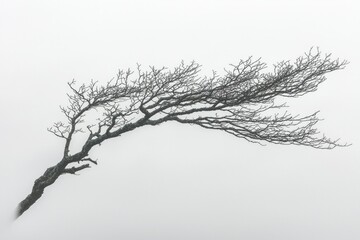 Fototapeta premium A Single Bare Branch Reaching Out in Misty Air