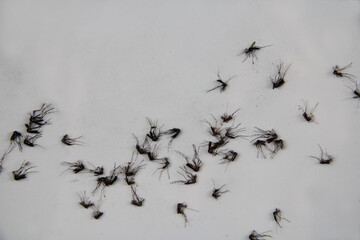 Close-up image of dead mosquitoes scattered on a light surface, showcasing insect details. Pest control, disease prevention, or environmental impact concept.