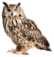 Fototapeta premium PNG Eagle owl animal bird beak.