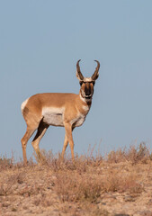 Pronghorn Antelope Buck in Utah in Autumn