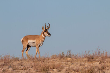 Pronghorn Antelope Buck in Utah in Autumn