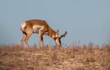 Pronghorn Antelope Buck in Utah in Autumn