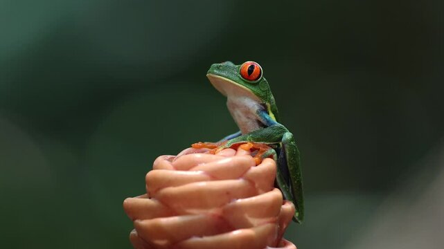 A red-eyed tree frog in the rainforest of Costa Rica